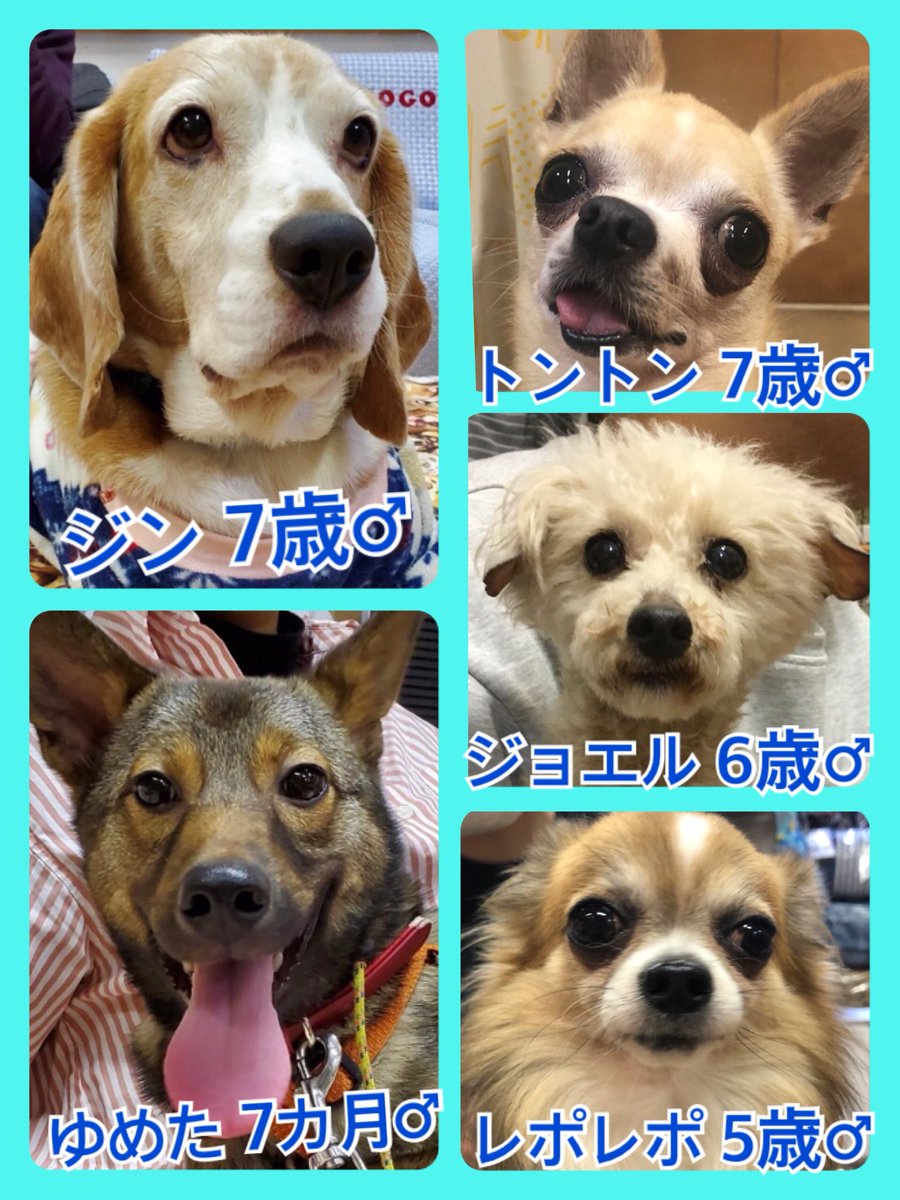 🐾今日の里親様募集中ワンコ🐶メンバーです🐾2020,3,29